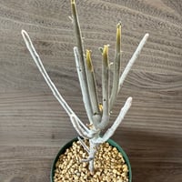 62、Euphorbia arbuscula