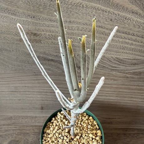 62、Euphorbia arbuscula