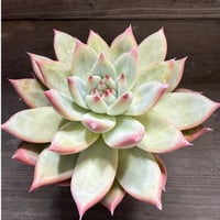 83、Echeveria lindsayana