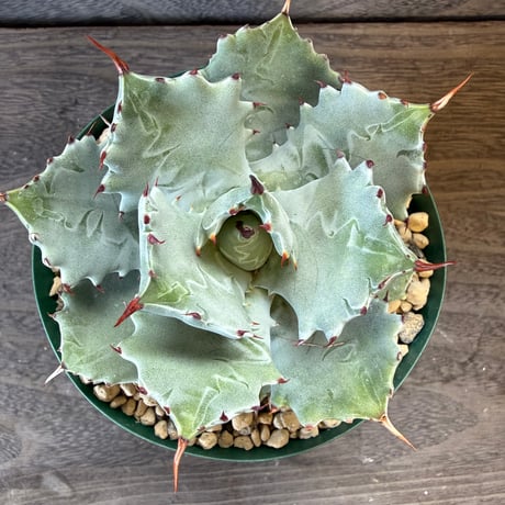 76、Agave 兜蟹