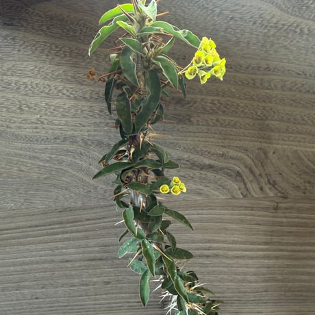 85、Euphorbia didiereoides
