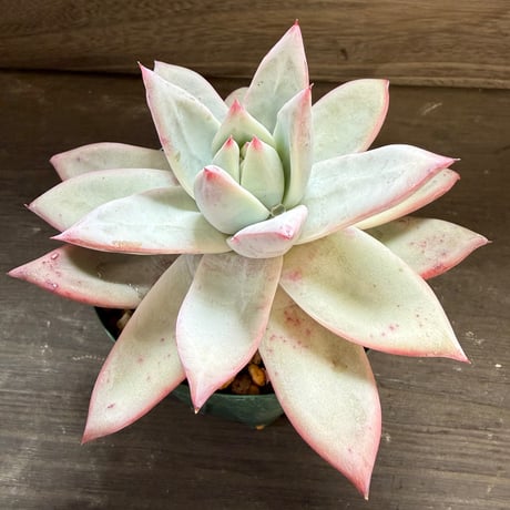 65、Echeveria ’CS-NO-09’ ’Alps’