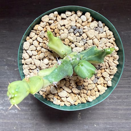 52、Euphorbia clivicola f.variegata