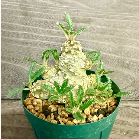 109、Dorstenia lavrani