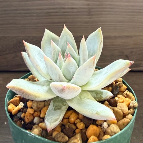 66、Echeveria ’CS-NO-11’ ’CPS02×Wildcolorata’