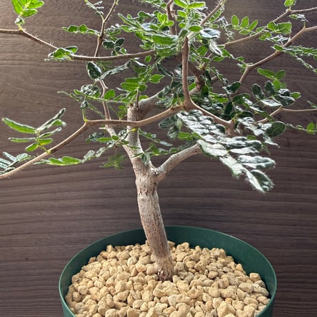 111、Commiphora monstrosa
