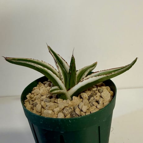 138、Agave 氷山