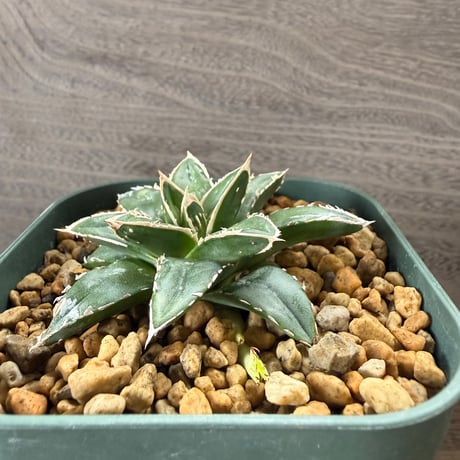 43、Agave ‘王妃笹の雪A型‘