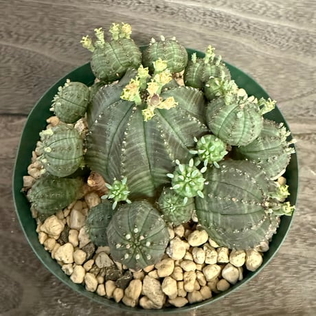 123、Euphorbia obesa f.prolifera