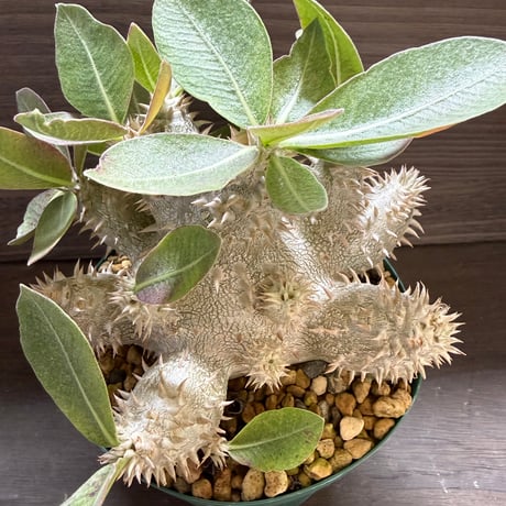 19、Pachypodium 恵比寿大黒