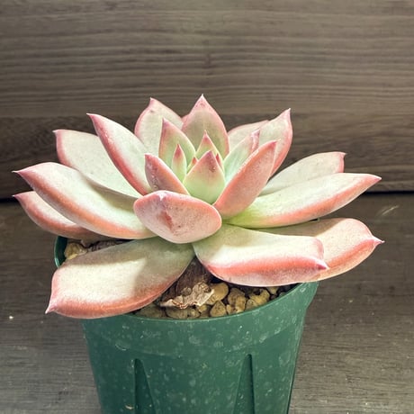 72、Echeveria lindsayana