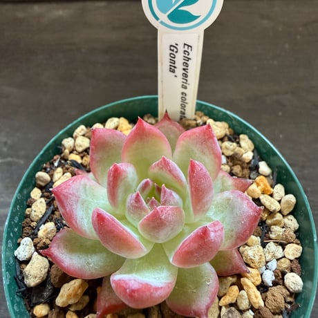 11、Echeveria colorata ’Gonta’（実）