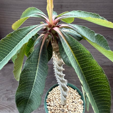 63、Euphorbia pauliana