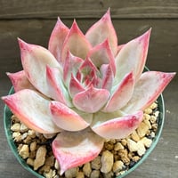 93、Echeveria colorata ’Desert Harmony’