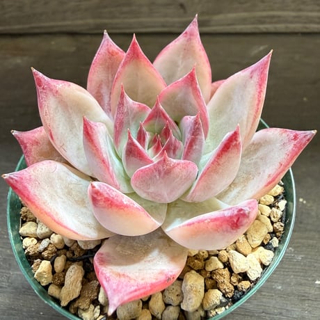 93、Echeveria colorata ’Desert Harmony’