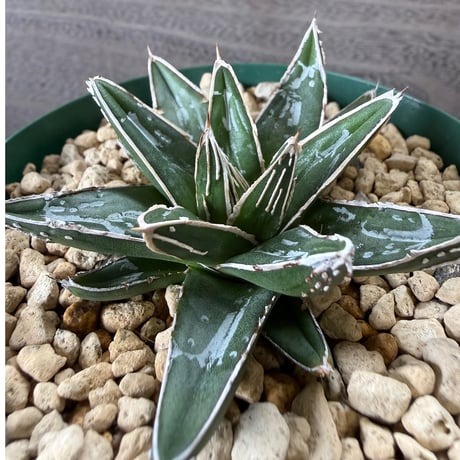 45、Agave 笹の雪NO-03