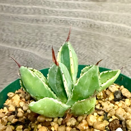 111、Agave キュービック錦