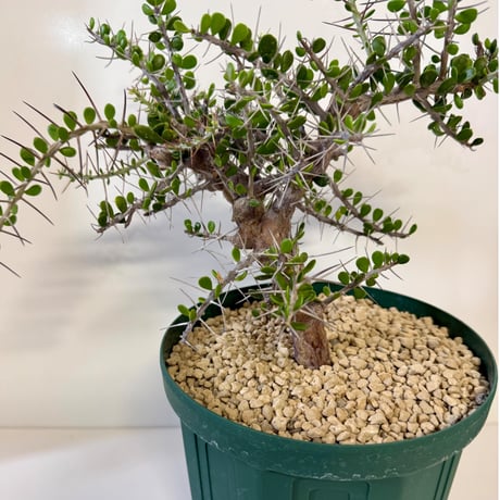 159、Alluaudia comosa