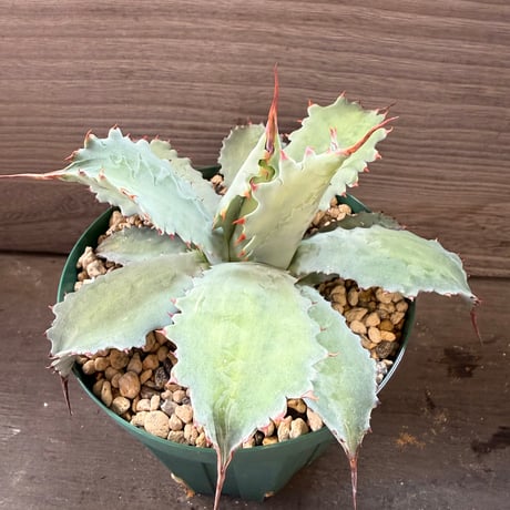 109、Agave potatorum ’Cameron Blue’