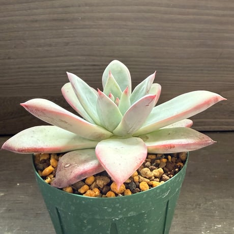 63、Echeveria ’CS-NO-09’ ’Alps’