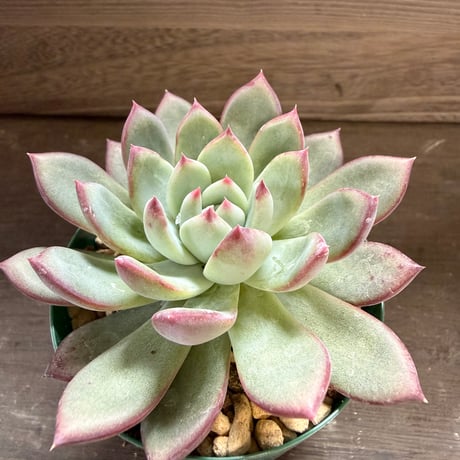 78、Echeveria ’CS-NO-08’ ’コロラータ旧来型’