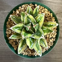 98、Agave 輝山