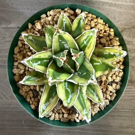 98、Agave 輝山