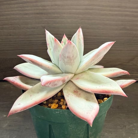 65、Echeveria ’CS-NO-09’ ’Alps’