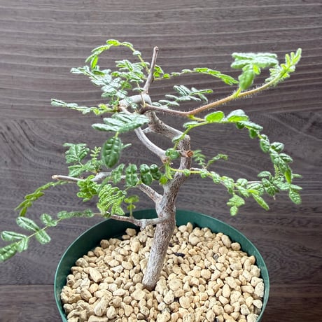 59、Commiphora monstruosa