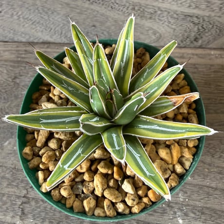 41、Agave 笹の雪錦（細葉タイプ）