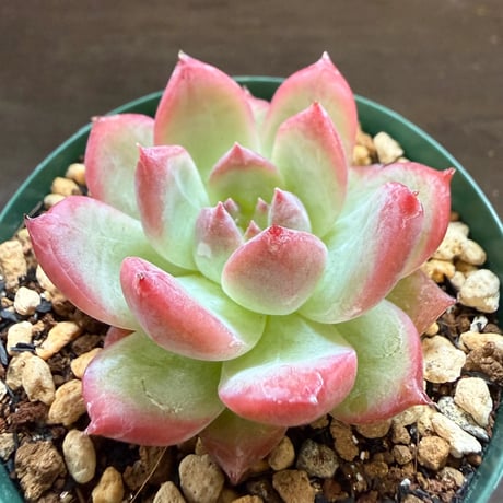 12、Echeveria colorata ’Gonta’（実）