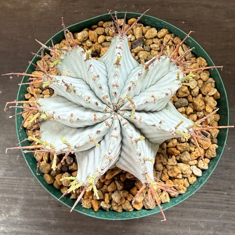 95、Euphorbia horrida