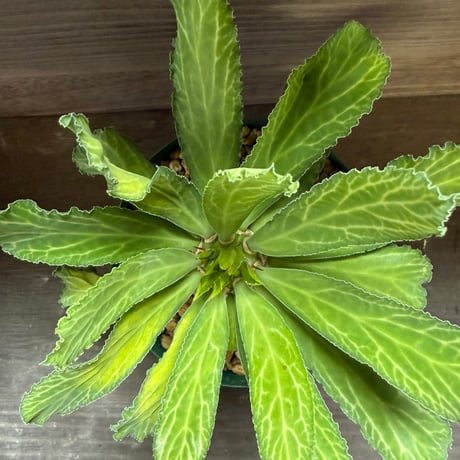 39、Euphorbia venenifica