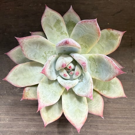 84、Echeveria ’CS-NO-13’ ’lindsayana×Super White’