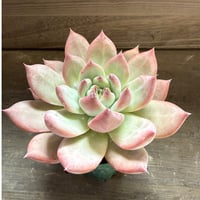 71、Echeveria lindsayana