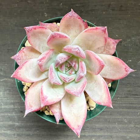 94、Echeveria colorata ’Desert Harmony’