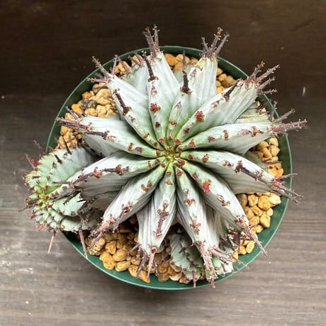 40、Euphorbia ’horrida × polygona’