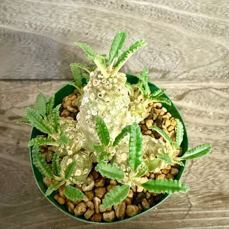 109、Dorstenia lavrani