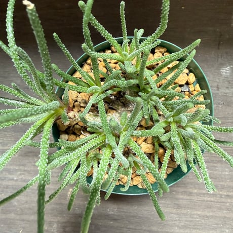 27、Phyllobolus amabiris