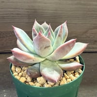 85、Echeveria ’CS-NO-13’ ’lindsayana×Super White’