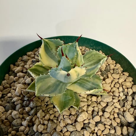135、Agave isthmensis f.variegata