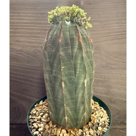 116、Euphorbia obesa