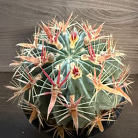 178、Ferocactus 日の出丸