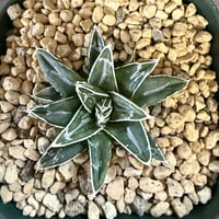 92、Agave 姫笹の雪
