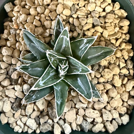 92、Agave 姫笹の雪