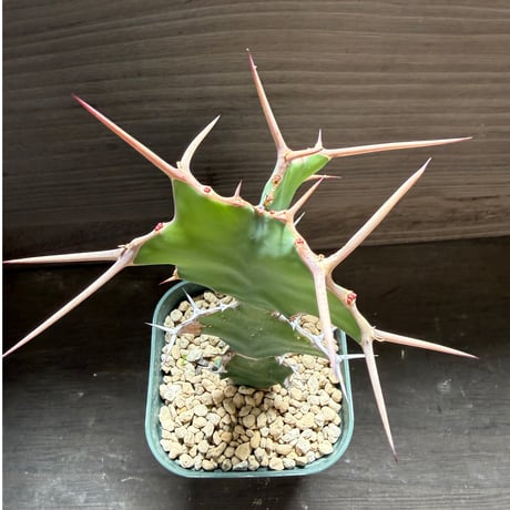 53、Euphorbia triangularis