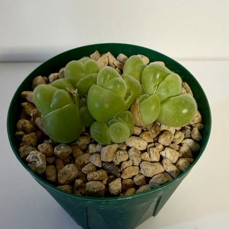 141、Gibbaeum 翠滴玉