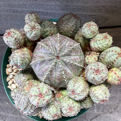 69、Euphorbia ‘オベサグロー‘