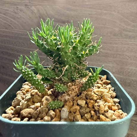 114、Euphorbia caput-medusae