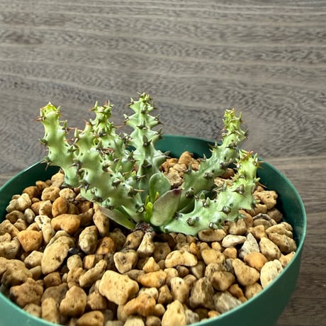 54、Euphorbia fanshawei